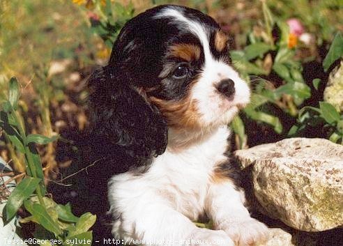 Photo de Cavalier king charles spaniel