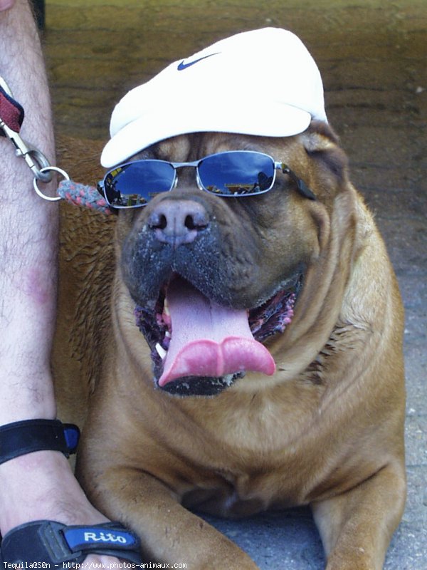 Photo de Dogue de bordeaux