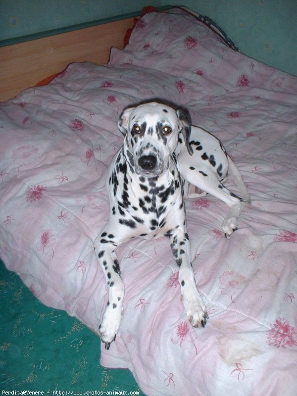 Photo de Dalmatien