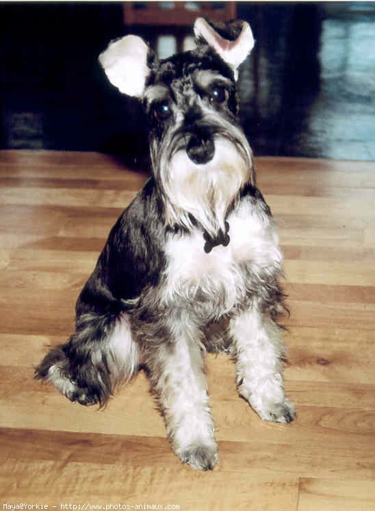 Photo de Schnauzer gant