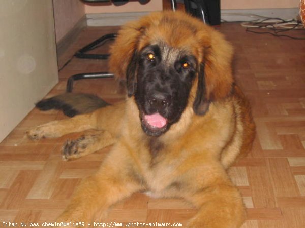 Photo de Leonberg