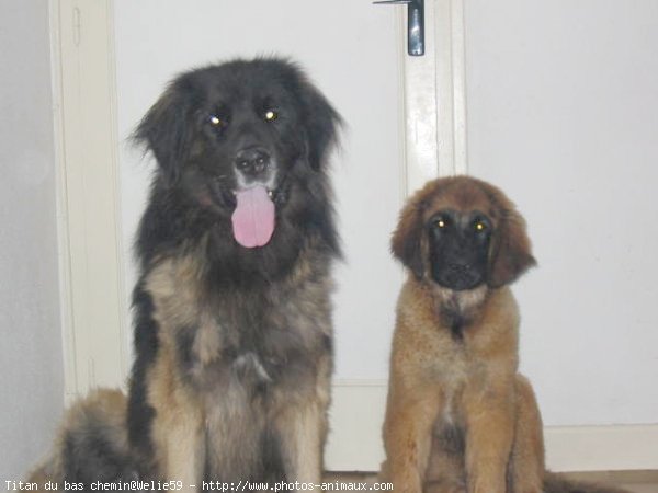 Photo de Leonberg