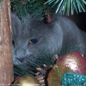 Photo de Chartreux