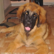 Photo de Leonberg