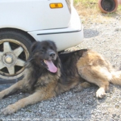 Photo de Leonberg