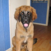 Photo de Leonberg