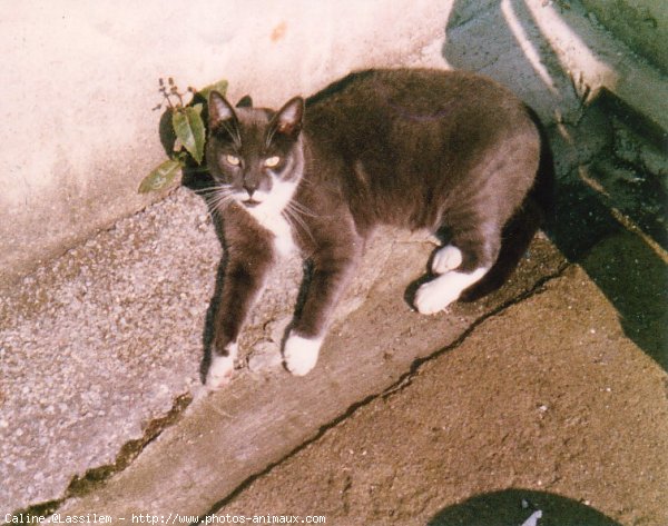 Photo de Chartreux