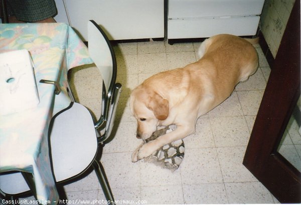 Photo de Labrador retriever