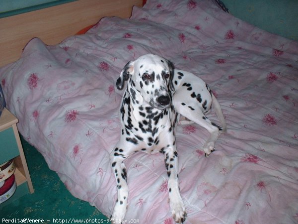 Photo de Dalmatien