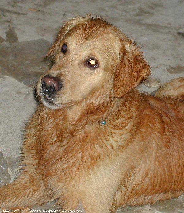 Photo de Golden retriever