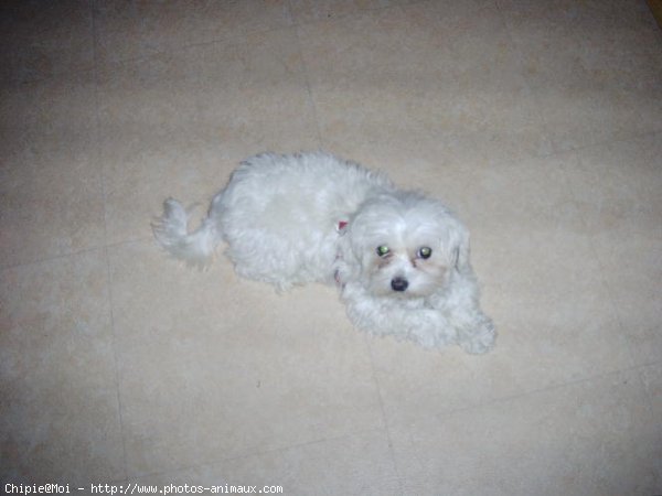 Photo de Bichon maltais