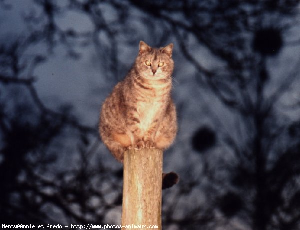 Photo de Chat domestique