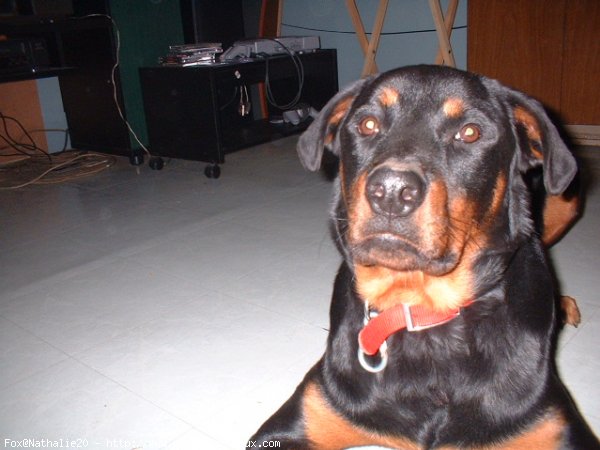 Photo de Rottweiler