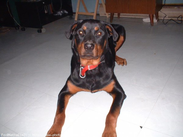 Photo de Rottweiler