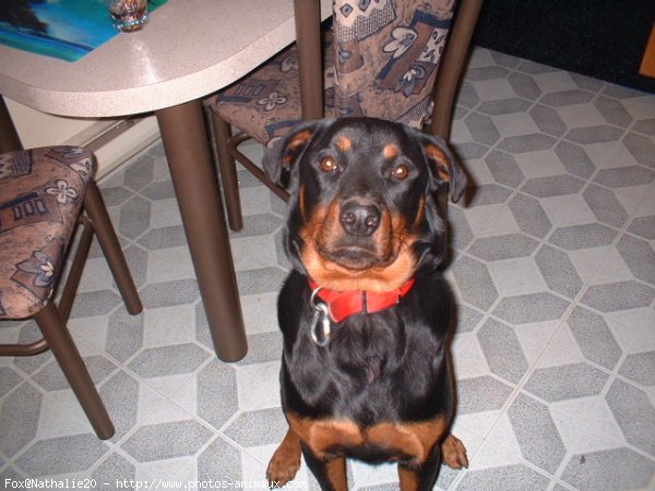 Photo de Rottweiler