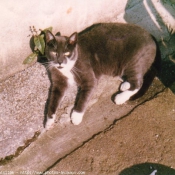 Photo de Chartreux