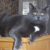 Photo de Chartreux