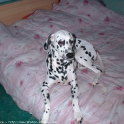 Photo de Dalmatien