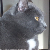 Photo de Chartreux