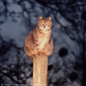 Photo de Chat domestique