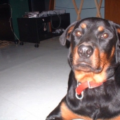 Photo de Rottweiler