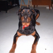 Photo de Rottweiler