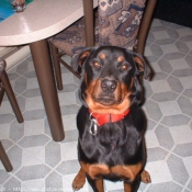 Photo de Rottweiler