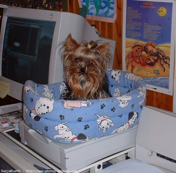 Photo de Yorkshire terrier