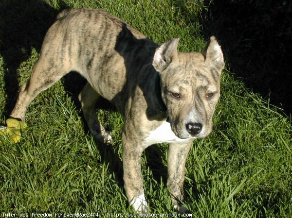 Photo d'American staffordshire terrier