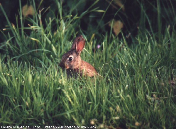 Photo de Lapin