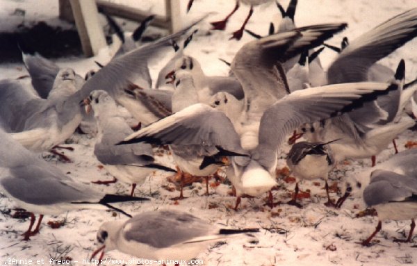 Photo de Mouette