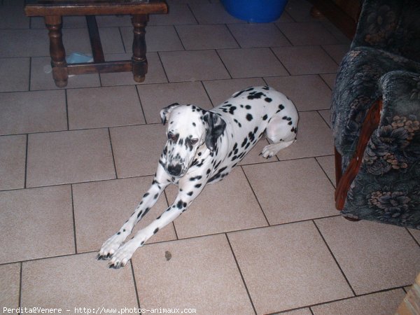 Photo de Dalmatien