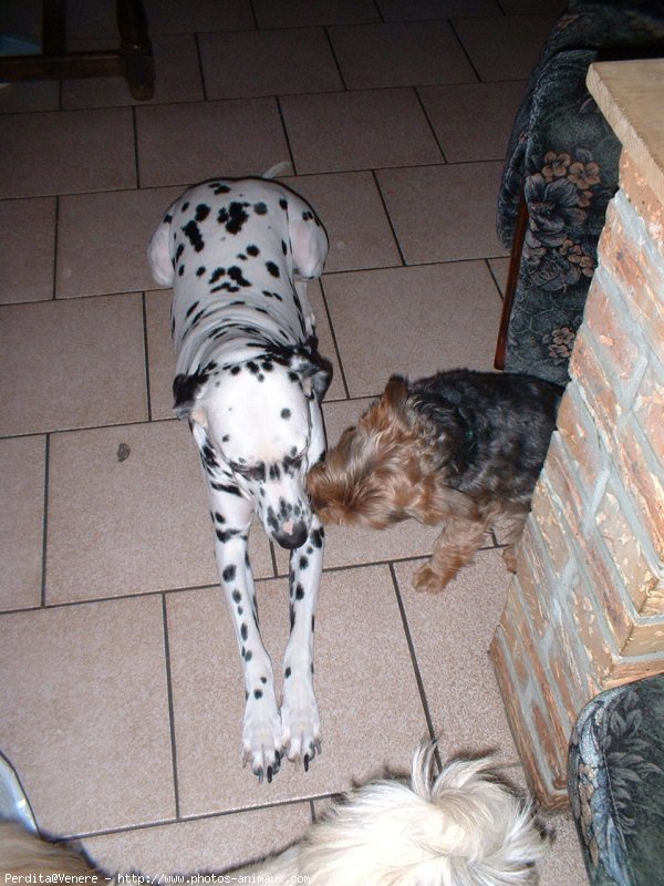 Photo de Dalmatien