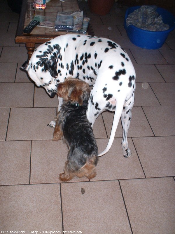 Photo de Dalmatien