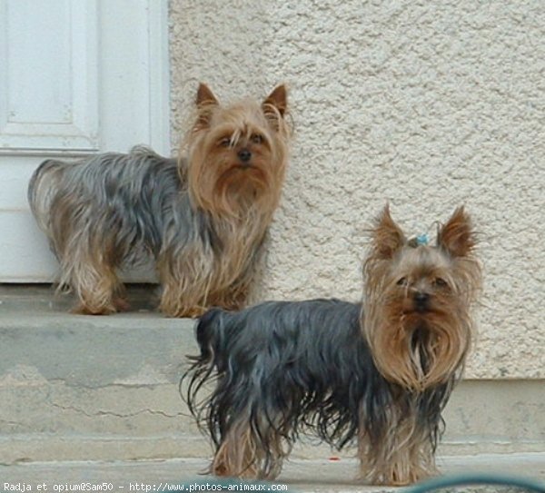 Photo de Yorkshire terrier