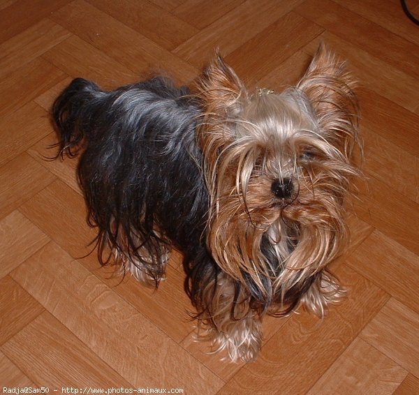 Photo de Yorkshire terrier