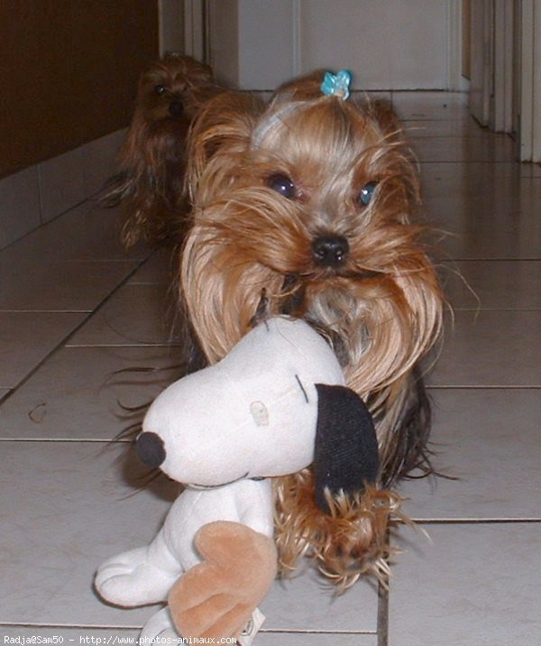 Photo de Yorkshire terrier