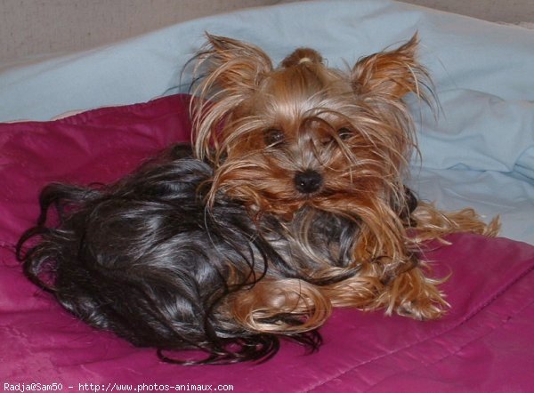 Photo de Yorkshire terrier