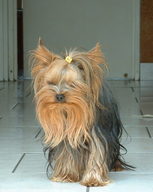 Photo de Yorkshire terrier