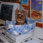 Photo de Yorkshire terrier