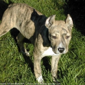 Photo d'American staffordshire terrier