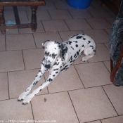 Photo de Dalmatien