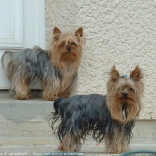 Photo de Yorkshire terrier