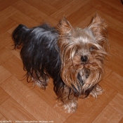 Photo de Yorkshire terrier