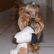 Photo de Yorkshire terrier