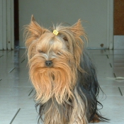 Photo de Yorkshire terrier