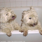 Photo de West highland white terrier