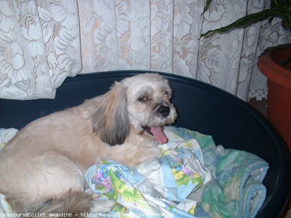 Photo de Lhassa apso