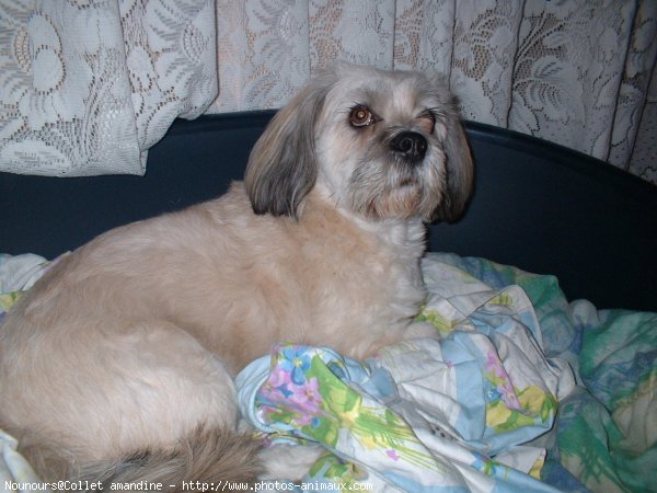 Photo de Lhassa apso