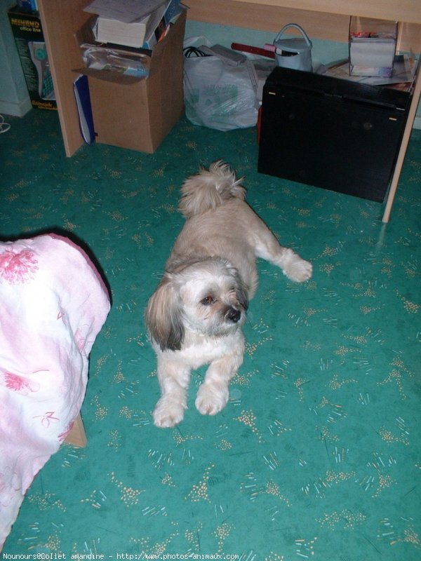 Photo de Lhassa apso